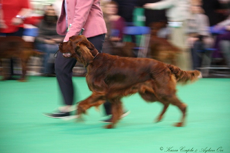 Crufts2011 177.jpg